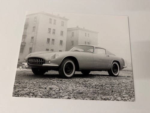 Fotografie furetti modena - fotografie,