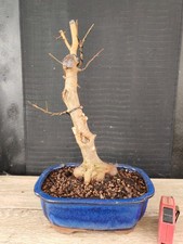 bonsai di  acero buergerianum