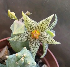 1 Talea senza Radici Piaranthus Geminatus Subsp Decorus-  Pianta Rara