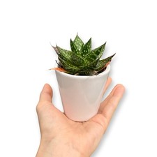 Set 10 mini piante grasse Vere