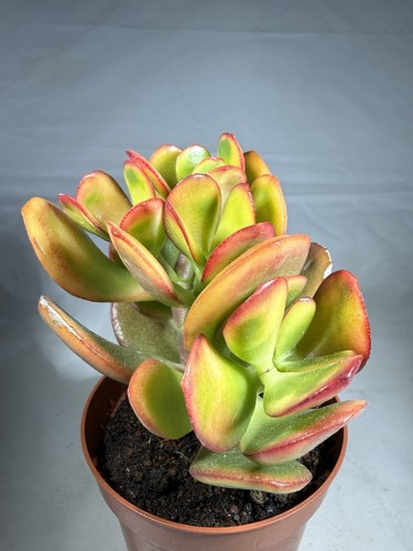 Crassula ovata tramonto - crassula, il