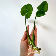 Monstera Deliciosa pianta di 2 foglie con radici già sviluppate idroponica