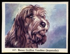 PBGV Basset Griffon Vendeen