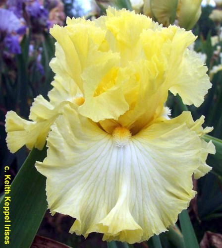 Iris shandygaff keith - iris, tb,
