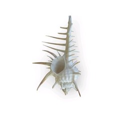 Pettine di Venere Murex Vera 10cm da Collezione pecten Decorazione Marittima 