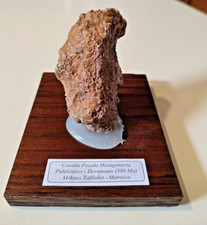 FOSSILE di CORALLO Hexagonaria  Paleozoico-Devoniano (380 Ma) Tafilalet- MAROCCO