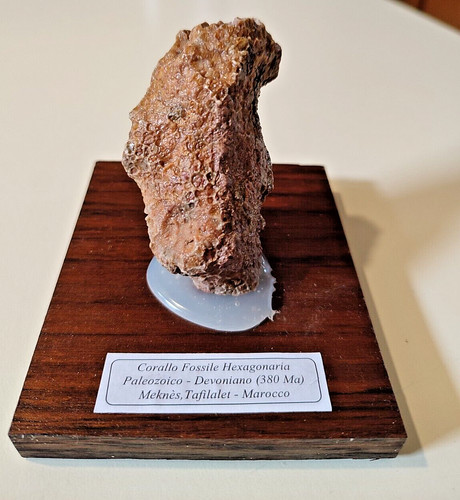Fossile corallo hexagonaria - corallo,