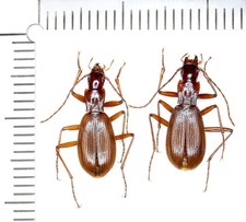 Carabidae, Laemostenus