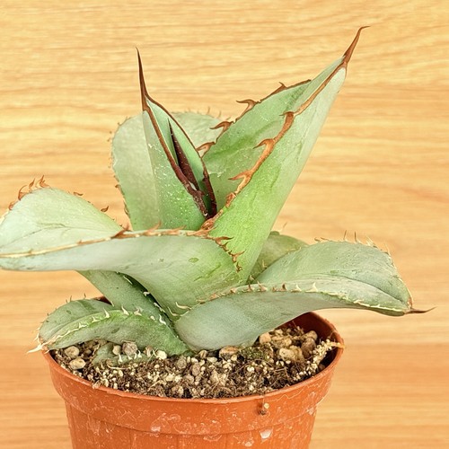 Agave titanota white ice - white,