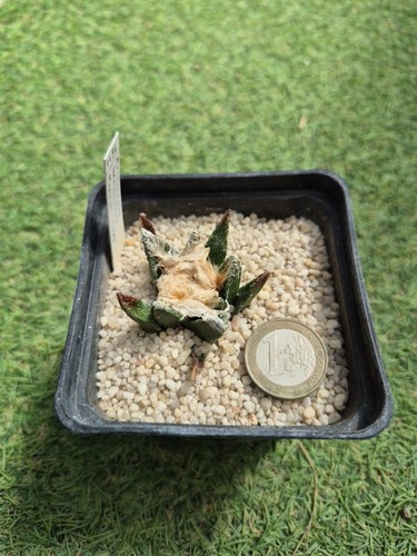 Ariocarpus bravoanus ans - bravoanus,,