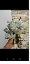 Agave Titanota, eccezionale 35