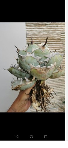 Agave titanota eccezionale - eccezionale, 35