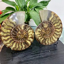 Agata di lumaca fossile naturale 4,8 libbre fantasia pietra preziosa rotonda convessa + base -