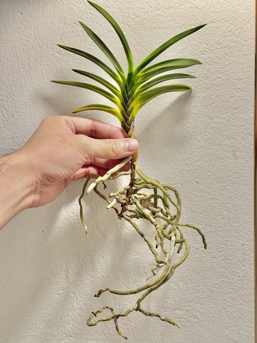Neofinetia falcata profumo