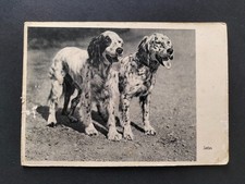 SETTER CANI RAZZA CECAMI