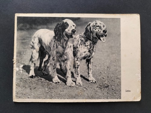 Setter cani razza cecami - cani,