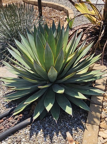 Agave blue glow diametro - glow,