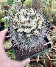 Copiapoa cuprea no columna - cuprea,