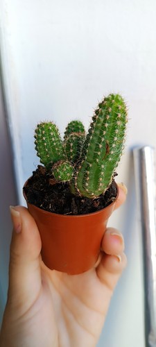 Chamaecereus silvestrii cactus - chamaecereus,