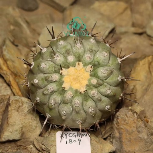 7cm copiapoa cinerea self - ,