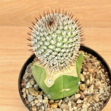 Mammillaria perezdelarosae ssp andersonii ,  pot 10 cm  ITALYCACTUS