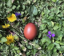 French Black Copper Marans