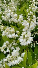Pianta esterno deutzia - da,