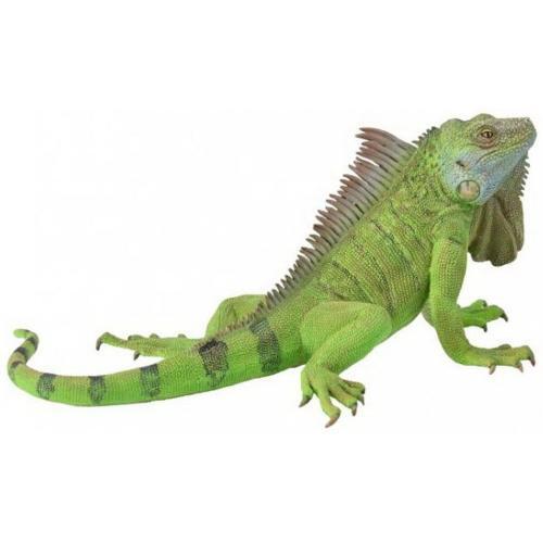 Rettili iguana - rettili,