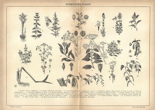Stampa antica piante - antica,