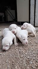 Cuccioli di Dogo argentino in regalo