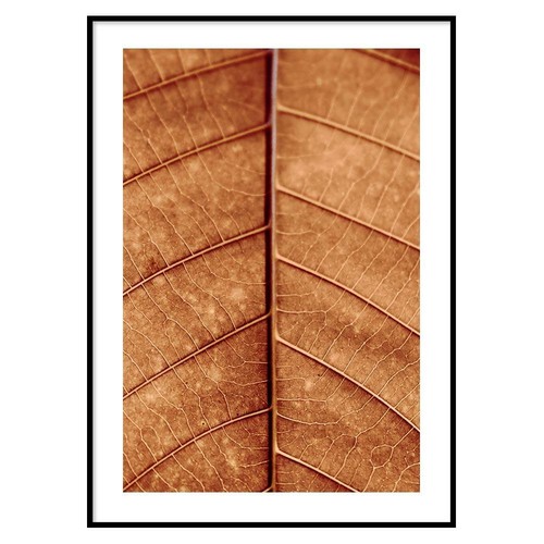 Poster foglia autunnale - poster,
