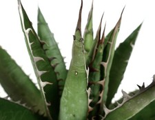 Agave horrida with INTERNAL SPINES (Watanabe) no titanota II3