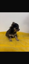 Cuccioli Chihuahua
