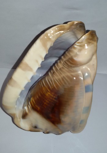 Conchiglia shell cassis - conchiglia,