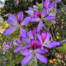 Bauhinia purpurea | Purple