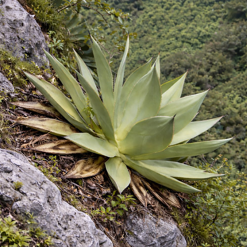 Agave warelliana seeds - -,