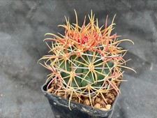 Ferocactus chrysacanthus red - ferocactus,