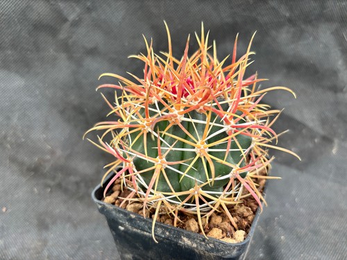 Ferocactus chrysacanthus red - ferocactus,
