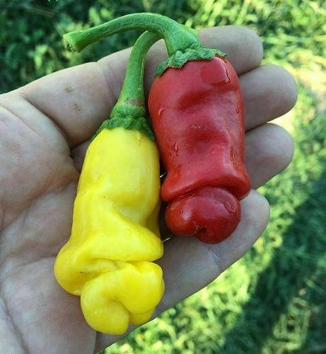 Peperoncino peter pepper - peter,
