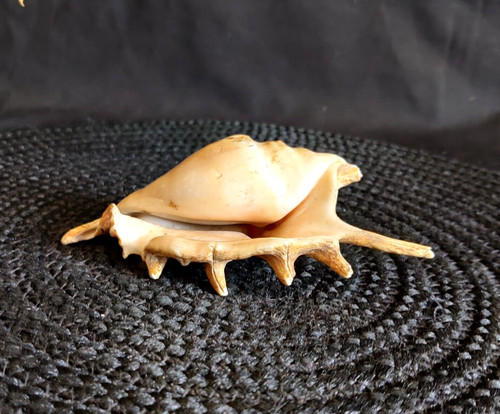 Conchiglia mare naturale - conchiglia, di