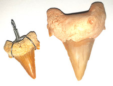 FOSSILE-n. 2 DENTI di SQUALO