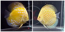 Pack of 2 Live  Discus Fish -