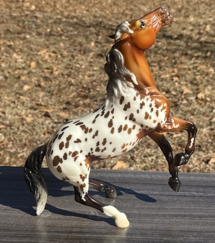 Mustang semi allevamento