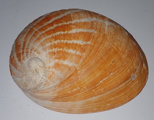 178 huge haliotis laevigata - haliotis,