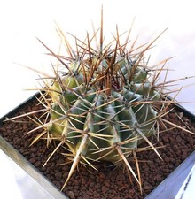 Echinocactus ingens BFG -  -