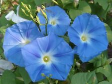 Semi di Ipomoea, 60 Blue Ipomoea, Morning Glory, Ipomoea Purpurea Heirloom -137