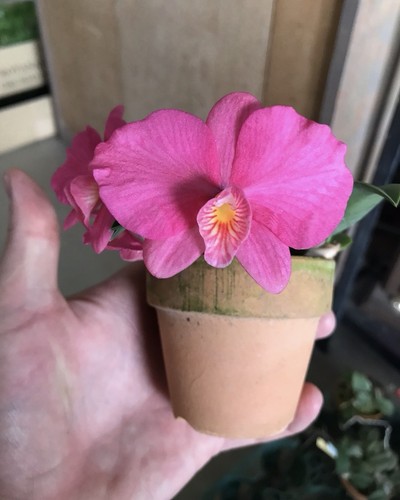 Sophronitis wittingiana select