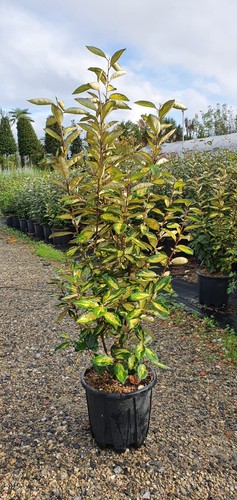 Eleagnus variegato vaso h - eleagnus,