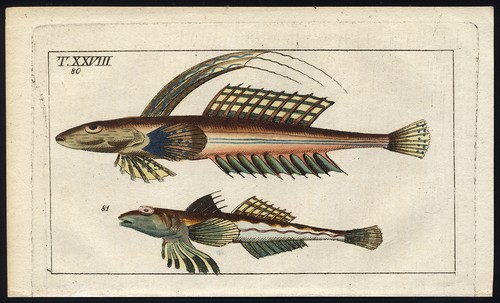 Stampa antica dragonetto - stampa, antica-dragonetto