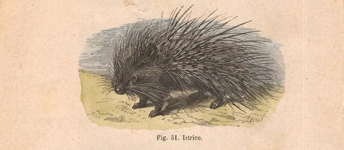 Stampa istrice hystrix - stampa,